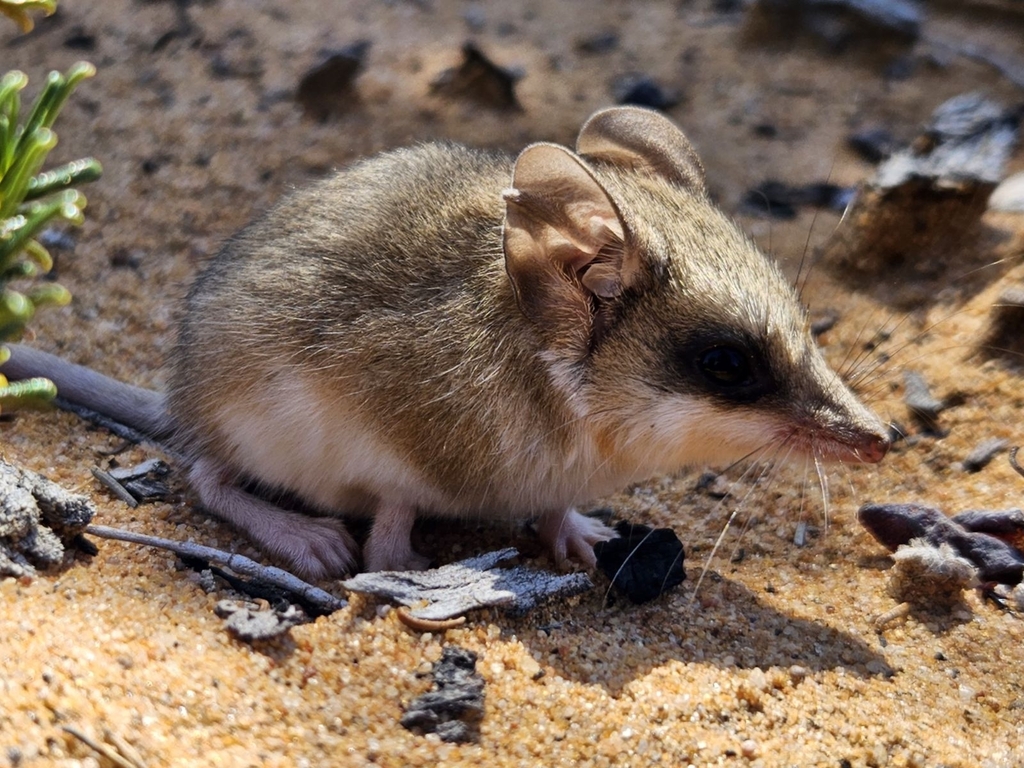 Sandhill Dunnart