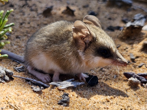 Sandhill Dunnart (Sminthopsis psammophila) — Vulnerable Mammalia