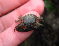 Petrolisthes cabrilloi