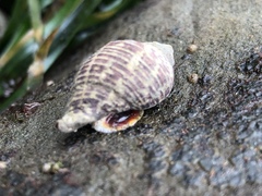 Acanthinucella punctulata