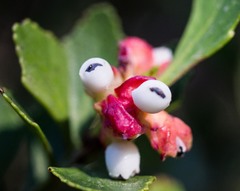 Phyllocladus aspleniifolius