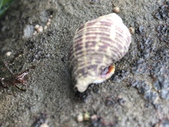 Acanthinucella punctulata