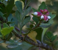 Phyllocladus aspleniifolius