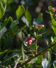 Phyllocladus aspleniifolius