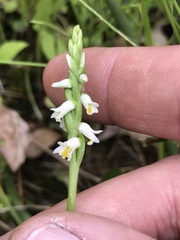 Spiranthes lucida