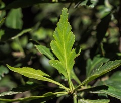 Phyllocladus aspleniifolius