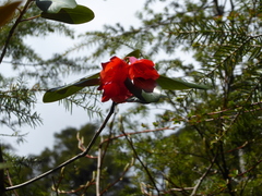 Rhododendron cinnabarinum