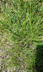 Carex tincta