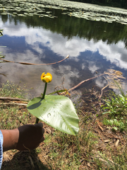 Nuphar variegata