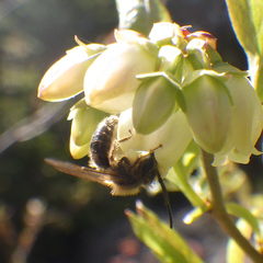 Andrena