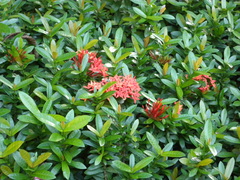 Ixora chinensis