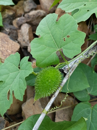 Image of Momordica dioica by (c) Malaika Mathew Chawla, some rights reserved (CC BY)