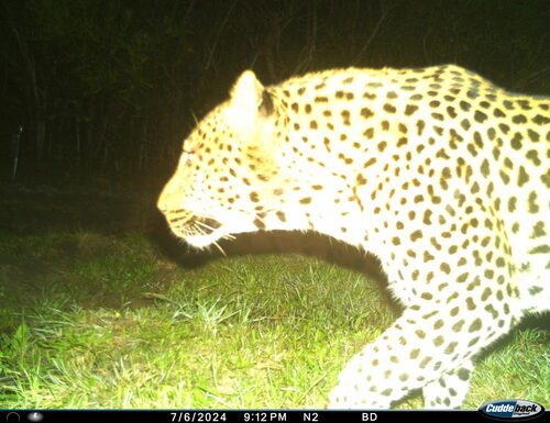 Leopard
