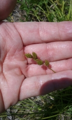 Carex tincta