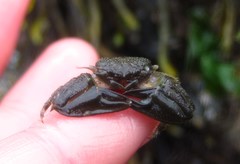 Petrolisthes cabrilloi