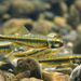 Languedoc Minnow - Photo (c) Hubert Lagrange, some rights reserved (CC BY-NC), uploaded by Hubert Lagrange