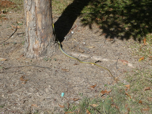 Common Tree Snake sighting
