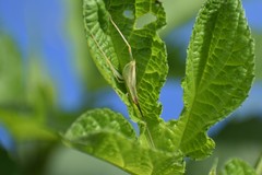 Oecanthus varicornis