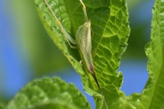 Oecanthus varicornis