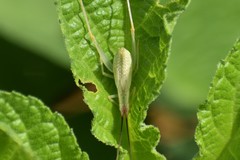 Oecanthus varicornis