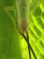 Oecanthus varicornis