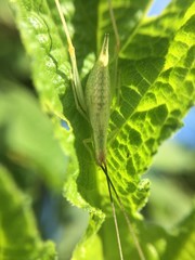 Oecanthus varicornis