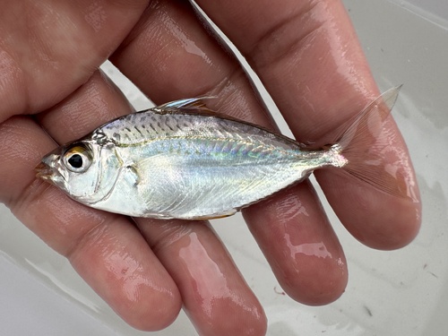 Leiognathus berbis observed 2024-07-26