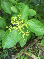 Viburnum sieboldii