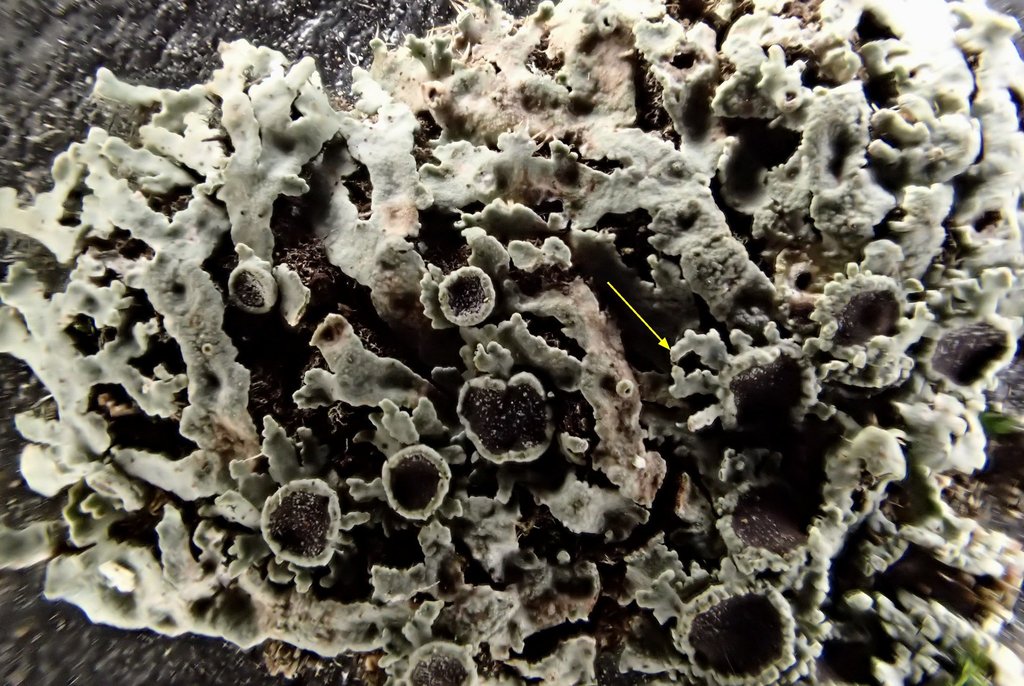 Physconia californica