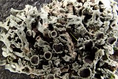Physconia californica
