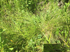 Carex atlantica