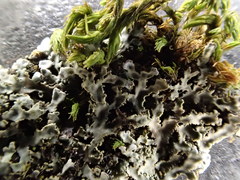 Physconia californica