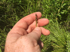 Carex atlantica