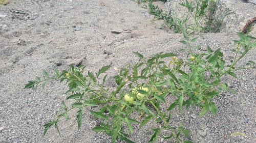 rajčiak jedlý (Solanum lycopersicum)