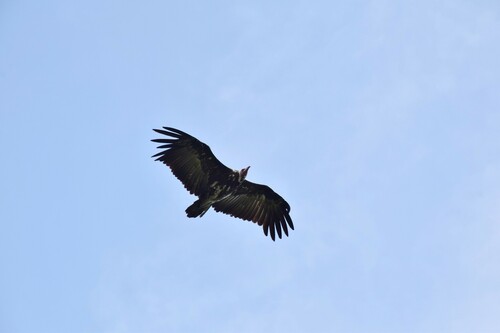 Hooded Vulture