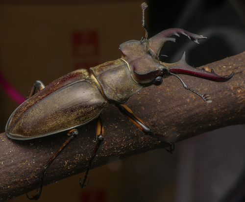 Miyama Stag Beetle