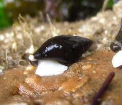 Atrimitra idae