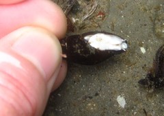 Atrimitra idae
