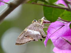 Aguna asander asander