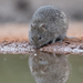 Hispid Cotton Rat - Photo (c) Scott Buckel, some rights reserved (CC BY-NC), uploaded by Scott Buckel