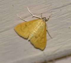 Loxomorpha flavidissimalis