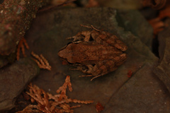 Tsushima Brown Frog photo 2