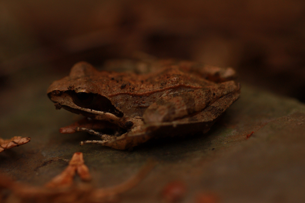 Tsushima Brown Frog