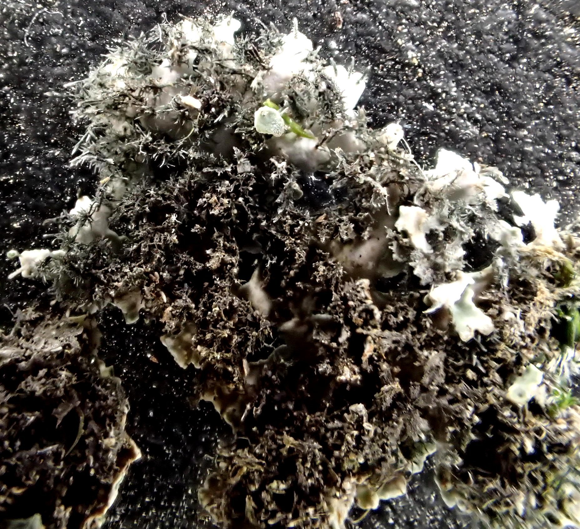 Physconia image