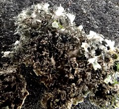 Physconia californica