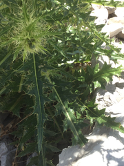Cirsium candelabrum