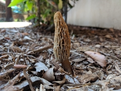 Morchellaceae