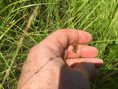 Carex bebbii