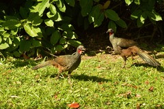 Penelope superciliaris