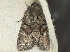 Oligia tusa